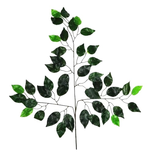 Ficus Leaf